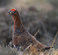 Red grouse (copyright: Laurie Campbell)